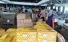 milan米兰官网入口包装